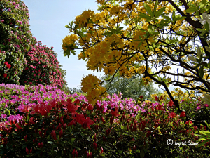 Rhododendronblüte am Comer See