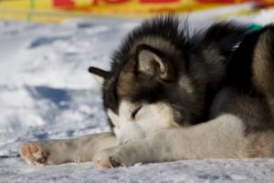 Alaskan Malamute Sled Dog after the race, Alpe Giumello