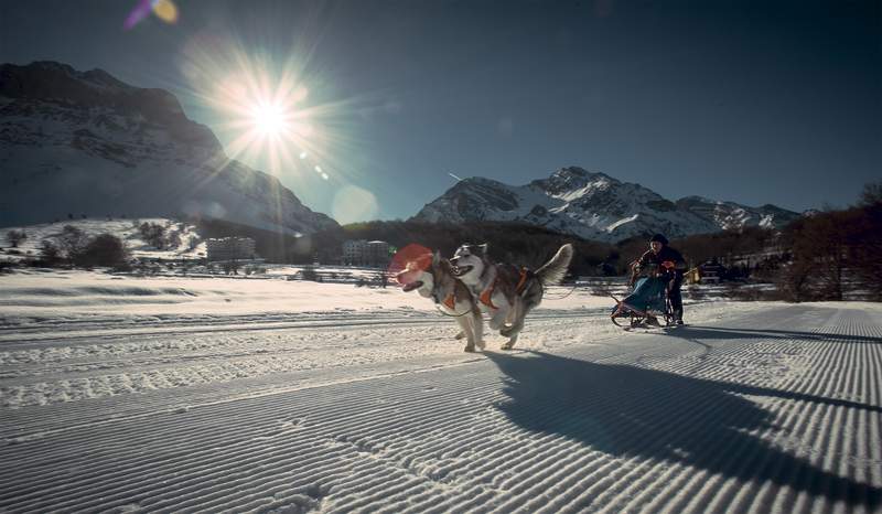 Alaskan Malamute Sleddogs in action on the Alpe Giumello above Lake Como