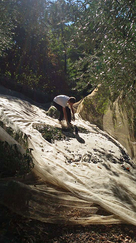 Olive harvest on Lake Como in difficult terrain