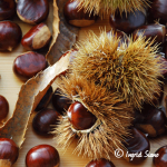 Chestnut Season on Lake Como